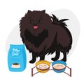 Dog pet puppy sitting with the food bowl gift food.dog breed pomeranian spitz. the dog is standing next to a bowl of
