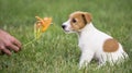 Dog pet puppy smelling a flower Royalty Free Stock Photo