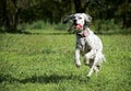 Dog,pet,running,active,energy,happy Royalty Free Stock Photo