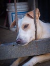 portrait dog sad eyes closeup Royalty Free Stock Photo