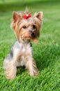 Dog pet Yorkshire Terrier on a walk in the park on summer day Royalty Free Stock Photo