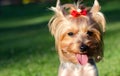Dog pet Yorkshire Terrier on a walk in the park on summer day Royalty Free Stock Photo