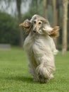 Dog pets Afghan Hound Royalty Free Stock Photo
