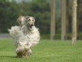 Dog pets Afghan Hound Royalty Free Stock Photo