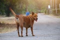 1 dog, Phan Thai brown, fat, standing in the middle of an outdoor road, facing the camera.