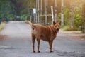 1 dog, Phan Thai brown, fat, standing in the middle of an outdoor road, facing the camera.