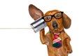 Dog on the phone listening carefully Royalty Free Stock Photo