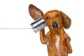 Dog on the phone listening carefully Royalty Free Stock Photo