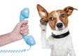 Dog on the phone male hand Royalty Free Stock Photo