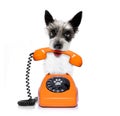 Dog on the phone