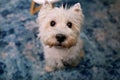 Dog photo shoot at home. Pet portrait of West Highland White Terrier dog enjoying and resting on floor and blue carpet at house. Royalty Free Stock Photo