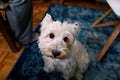 Dog photo shoot at home. Pet portrait of West Highland White Terrier dog enjoying and resting on floor and blue carpet at house. Royalty Free Stock Photo