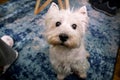 Dog photo shoot at home. Pet portrait of West Highland White Terrier dog enjoying and resting on floor and blue carpet at house. Royalty Free Stock Photo