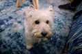 Dog photo shoot at home. Pet portrait of West Highland White Terrier dog enjoying and resting on floor and blue carpet at house. Royalty Free Stock Photo