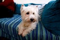 Dog photo shoot at home. Pet portrait of West Highland White Terrier dog lying and sitting on bed and blue blanket couch at house. Royalty Free Stock Photo