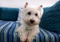 Dog photo shoot at home. Pet portrait of West Highland White Terrier dog lying and sitting on bed and blue blanket couch at house. Royalty Free Stock Photo