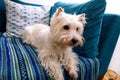 Dog photo shoot at home. Pet portrait of West Highland White Terrier dog lying and sitting on bed and blue blanket couch at house. Royalty Free Stock Photo