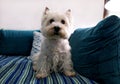 Dog photo shoot at home. Pet portrait of West Highland White Terrier dog lying and sitting on bed and blue blanket couch at house. Royalty Free Stock Photo