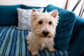 Dog photo shoot at home. Pet portrait of West Highland White Terrier dog lying and sitting on bed and blue blanket couch at house. Royalty Free Stock Photo