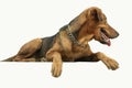 Dog photo on white background, close-up. The dog looks out of the camera. Royalty Free Stock Photo