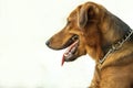 Dog photo on white background, close-up. The dog looks out of the camera. Royalty Free Stock Photo