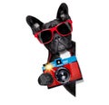 Dog photographer Royalty Free Stock Photo