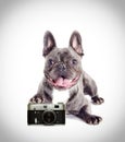 Dog photographer Royalty Free Stock Photo