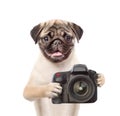 Dog photographer taking pictures. isolated on white background Royalty Free Stock Photo