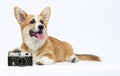 dog photographer Royalty Free Stock Photo