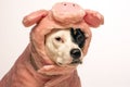 Dog in a pig halloween costume