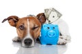 Dog with piggy bank Royalty Free Stock Photo