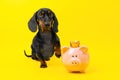 Dog, piggy bank in crown. Happy childhood, investment. Savings for education Royalty Free Stock Photo