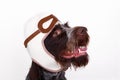 Dog is pilot Royalty Free Stock Photo