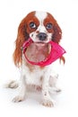 Dog with pink dog collar. Illustration to avoid puppy or dog lost. cute cavalier king charles spaniel dog photo on isolated white