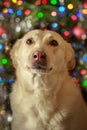 A dog with a pink nose on a defocused Christmas garland background German shepherd husky mix Royalty Free Stock Photo