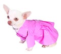 Dog in pink rain-coat