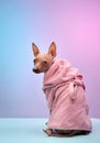 Dog in pink towel sitting calmly on blue surface Royalty Free Stock Photo