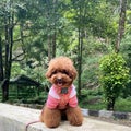 The dog in pink is on vacation in the forest