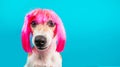 Dog in pink wig looking with contempt and suspicion. Tongue. Funny portrait. Blue background