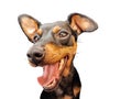 Dog pinscher dwarf animal friend black wildlife