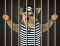 Dog pirate behind bars Royalty Free Stock Photo