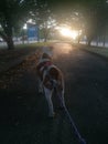 Dog pitbull photo trees sun