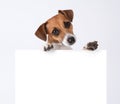 Dog with placard Royalty Free Stock Photo