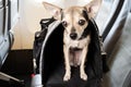 Dog on the plane, air transportation of pets, puppy in a carrying bag in the cabin Royalty Free Stock Photo