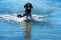 Dog Play With Ball In Water Copy Space Royalty Free Stock Photo