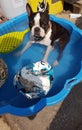 Dog play bath summer cool boston terrier pool water