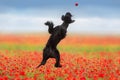 Dog play in poppy