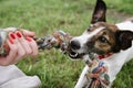 Dog play with rope Royalty Free Stock Photo