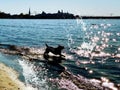 Dog play and  run to swim  in blue sea water waves splash on beach at afternoon Tallinn old town on horizon urban lifestyle summer Royalty Free Stock Photo