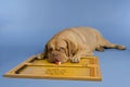 Dog playing backgammon Royalty Free Stock Photo